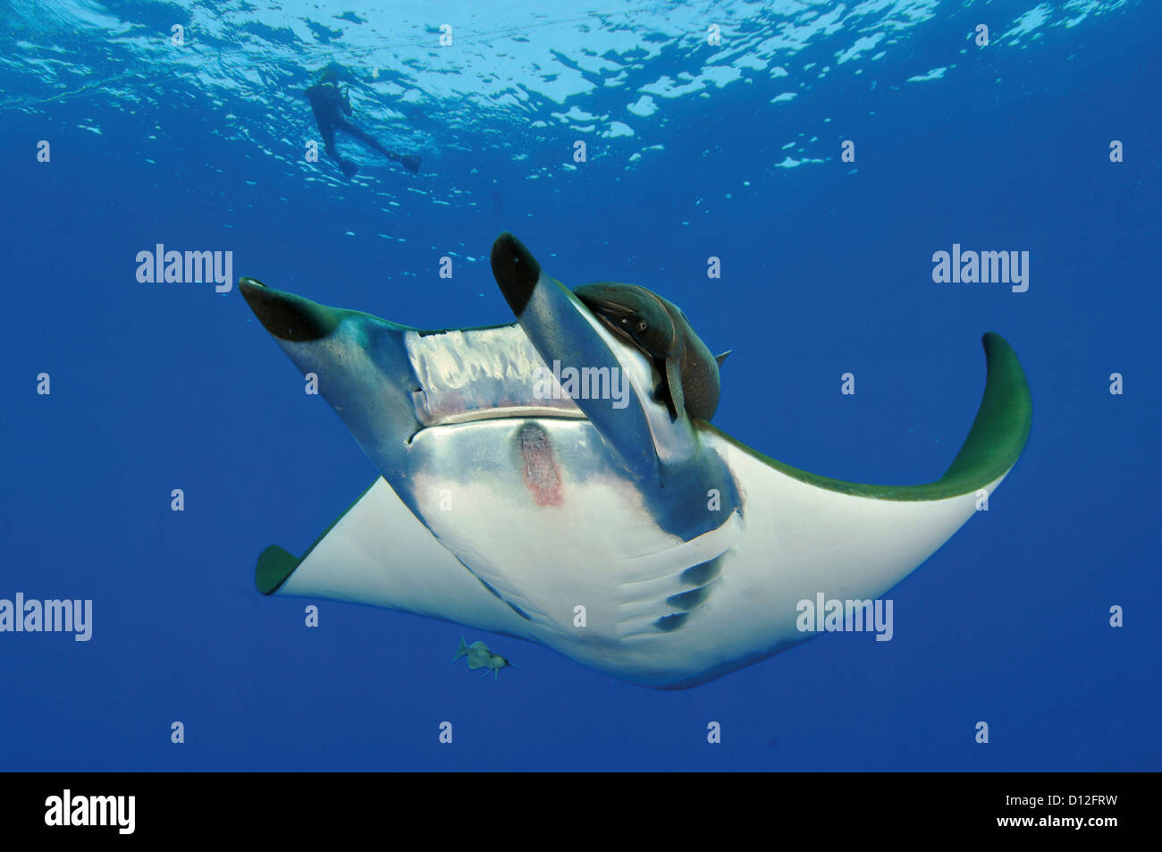Portugal, Person swimming with devil ray fish Stock Photo