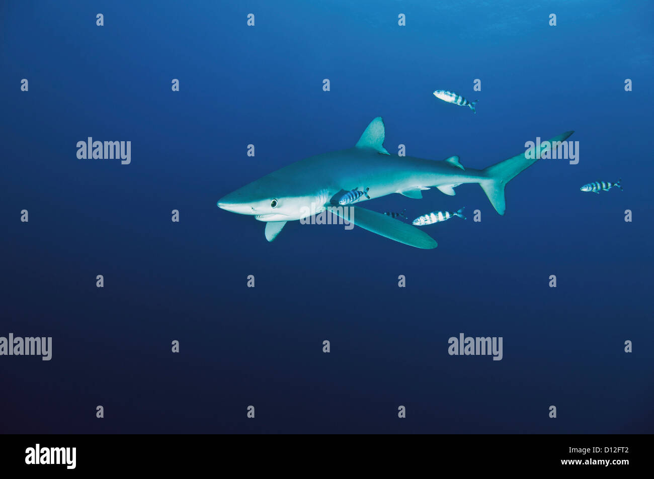 Portugal, Blue shark in Azores Stock Photo