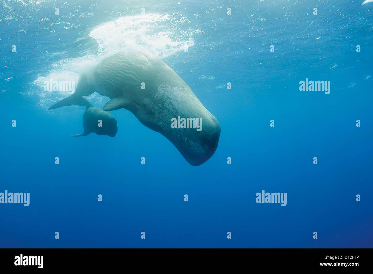 Portugal, Sperm whale mother diving with her calf Stock Photo