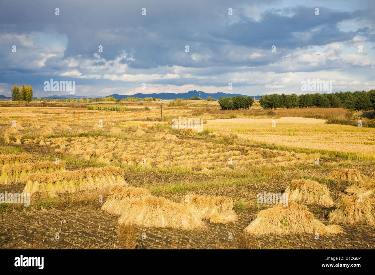 Harvest paddy field under cloudy sky in autumn Stock Photo - Alamy