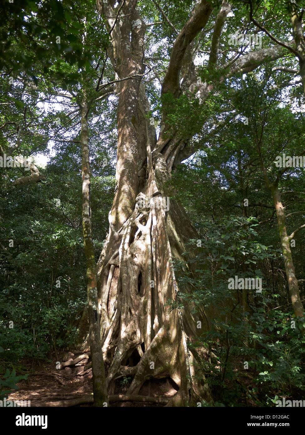 tropical Strangler Fig;Las Pailas; Ricòn de la Vieja National Park;Costa Rica Stock Photo