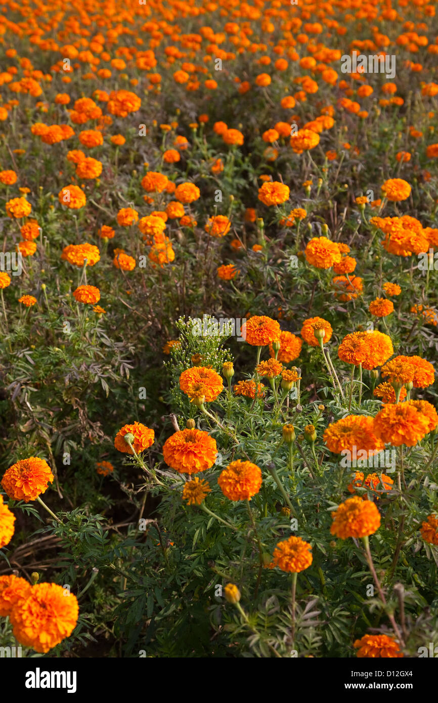 Autumn marigold Field Stock Photo