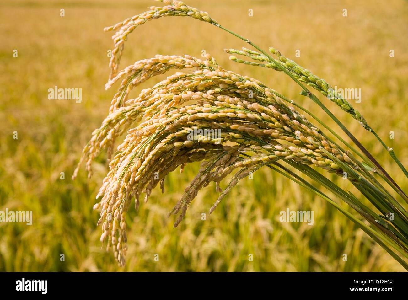 Close-up of ripe rice paddy. Stock Photo