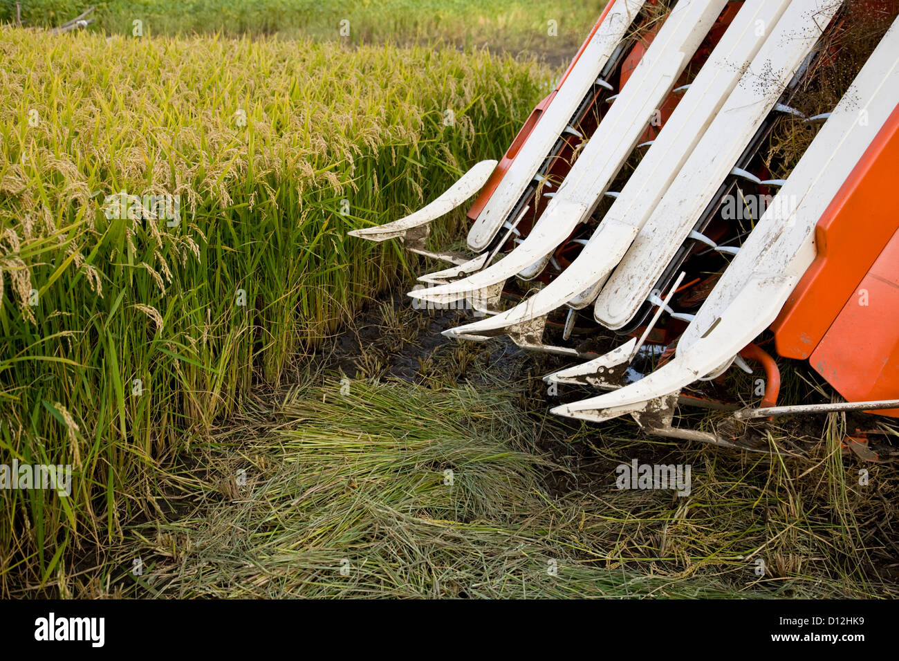 Harvester on the rice field Stock Photo Alamy
