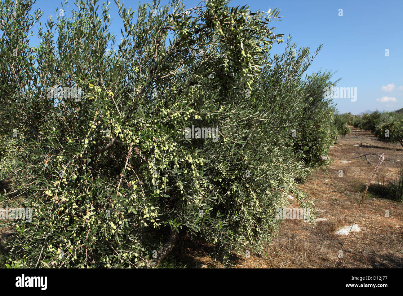 Olives ripen just ahead of the October harvest close to Rethymno on