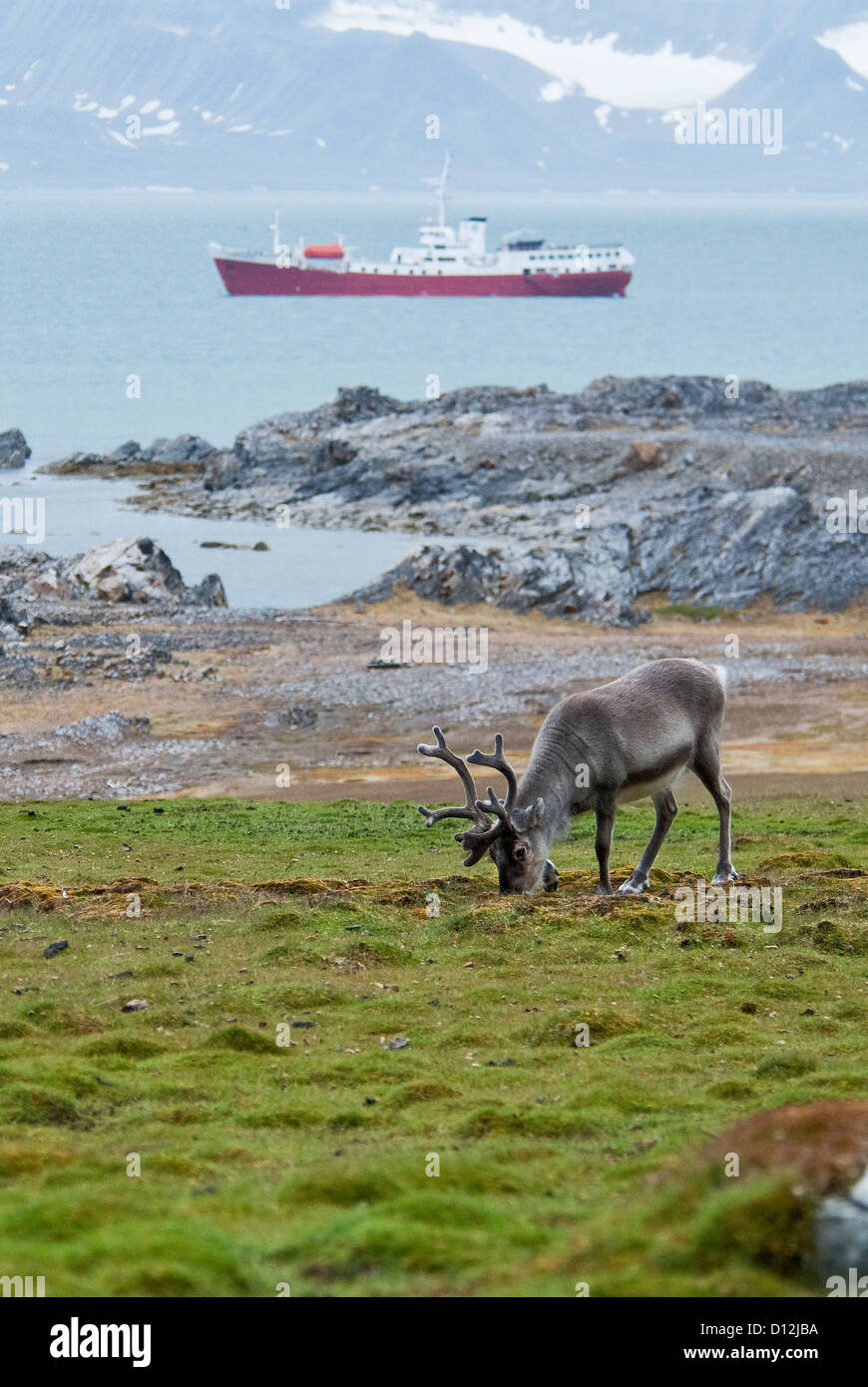 Svalbard Reindeer Rangifer tarandus Ingeborgfjellet M/V Antarctic Dream Spitsbergen Norway Stock Photo