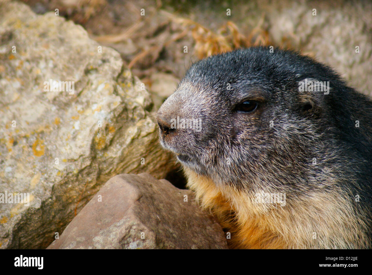 Alpine Marmot (Alpenmurmeltier) - marmota marmota. Alps, Austria, Europe. Stock Photo