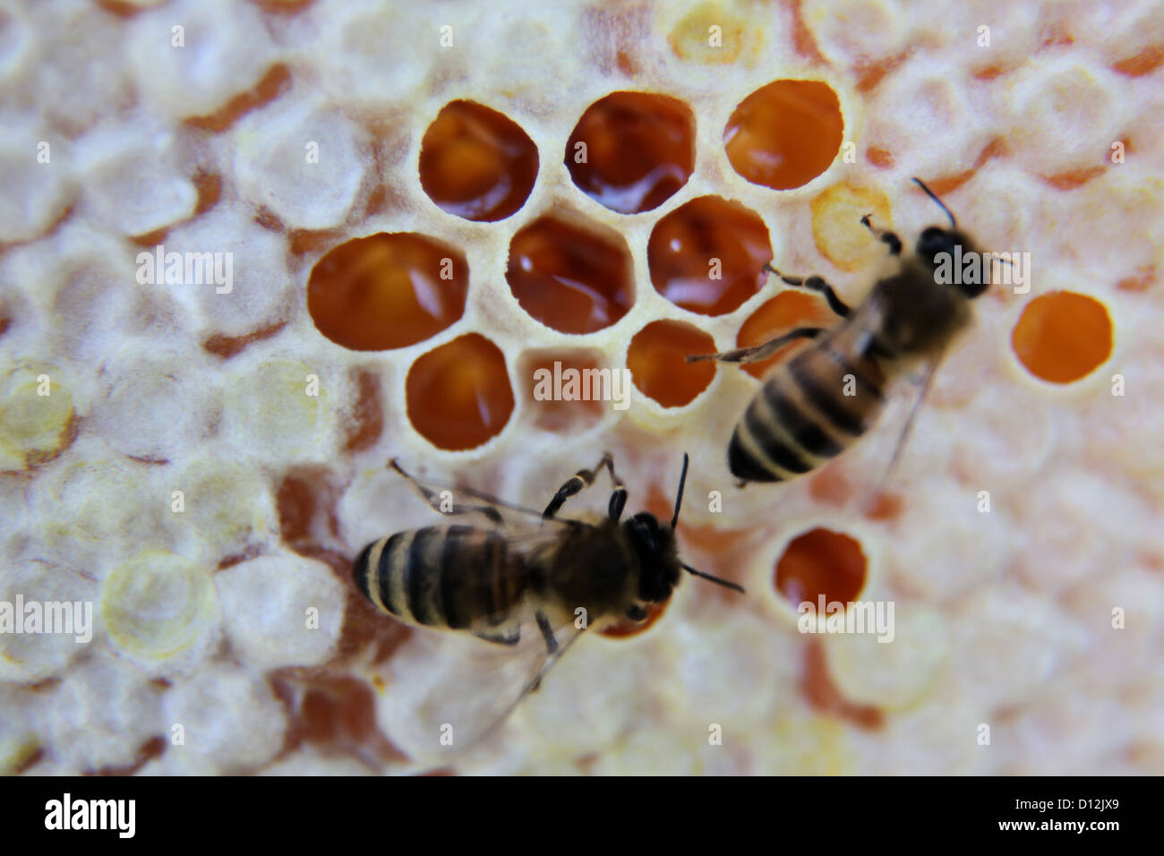 Honey Bees On Honeycomb Surrey England Stock Photo