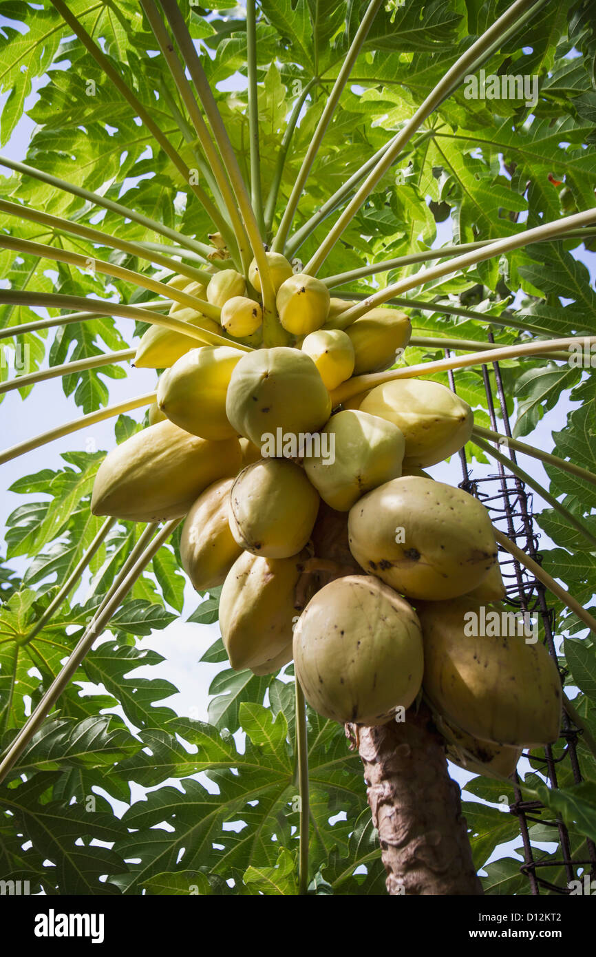 Philippines, Cocoa pods hanging on tree Stock Photo
