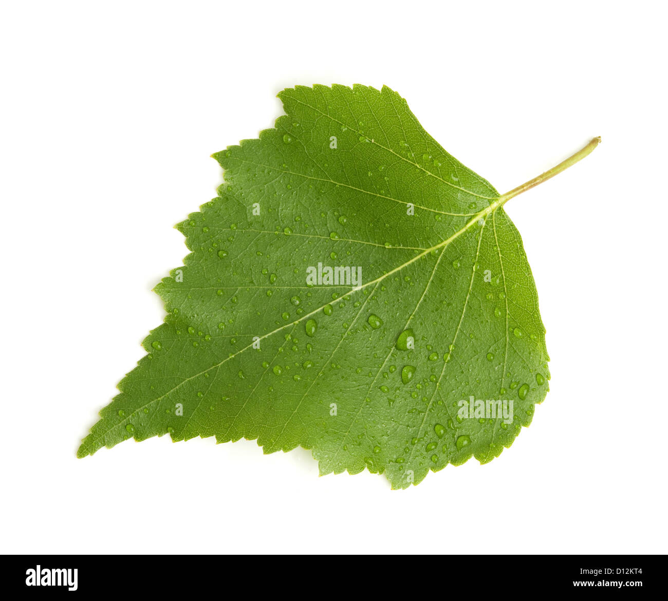 Green leaf with water drops. Isolated on white background Stock Photo ...