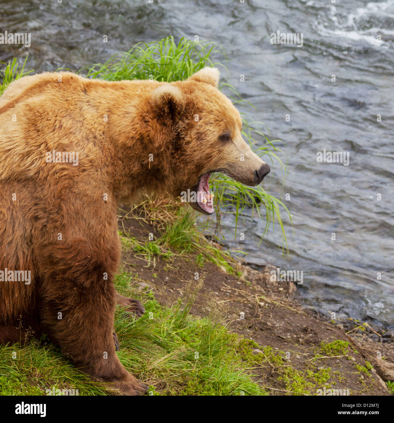 Brown bear on Alaska Stock Photo - Alamy