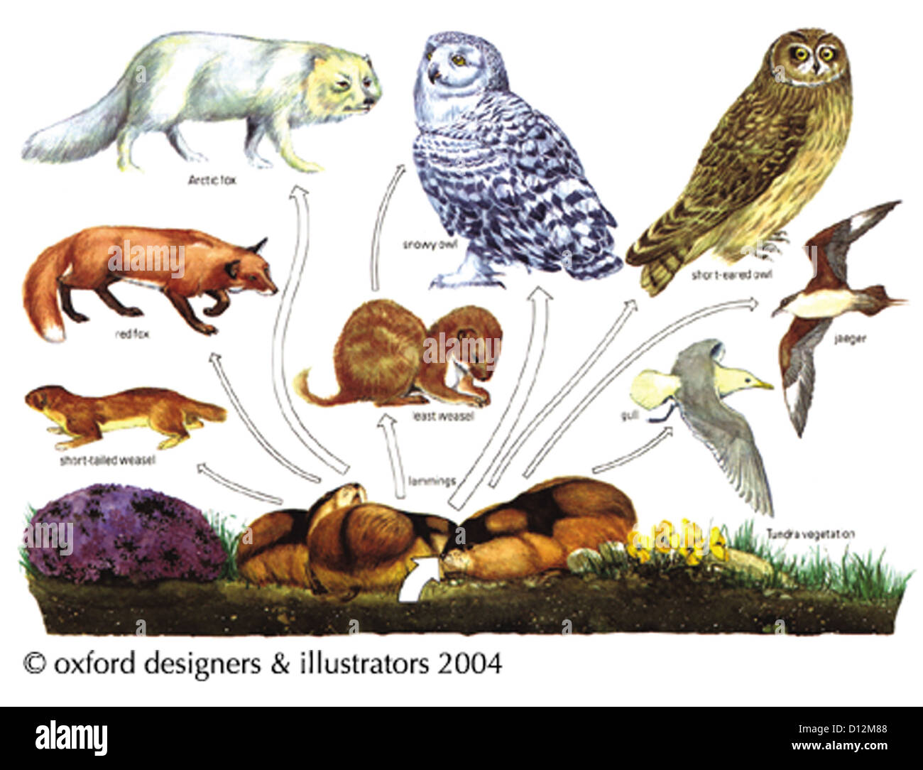 Food chain animals Cut Out Stock Images & Pictures Biology Diagrams