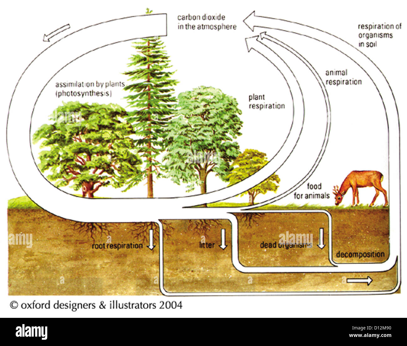 Carbon Oxygen Cycle Decomposition