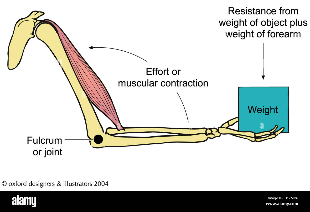 Lever arm hires stock photography and images Alamy