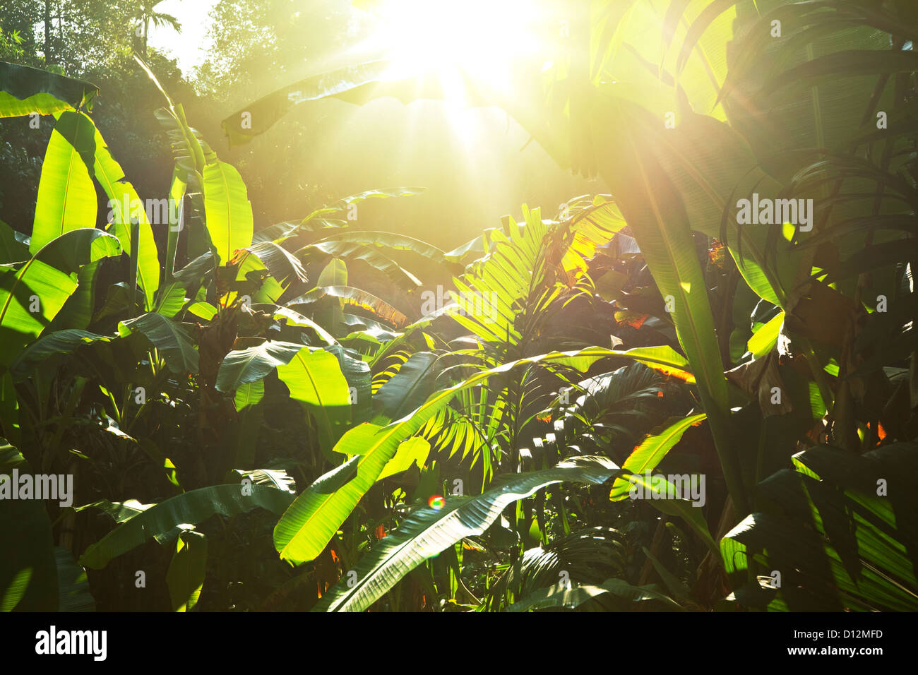 Dense jungle in vietnam hi-res stock photography and images - Alamy