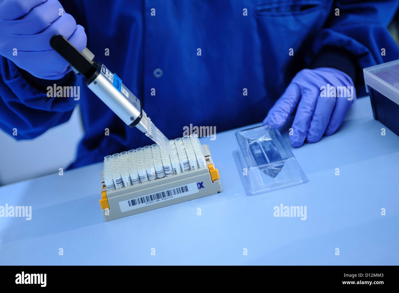 Scientist using a multi pipette to administer genetic samples into a multi well sample tray in a science laboratory Stock Photo