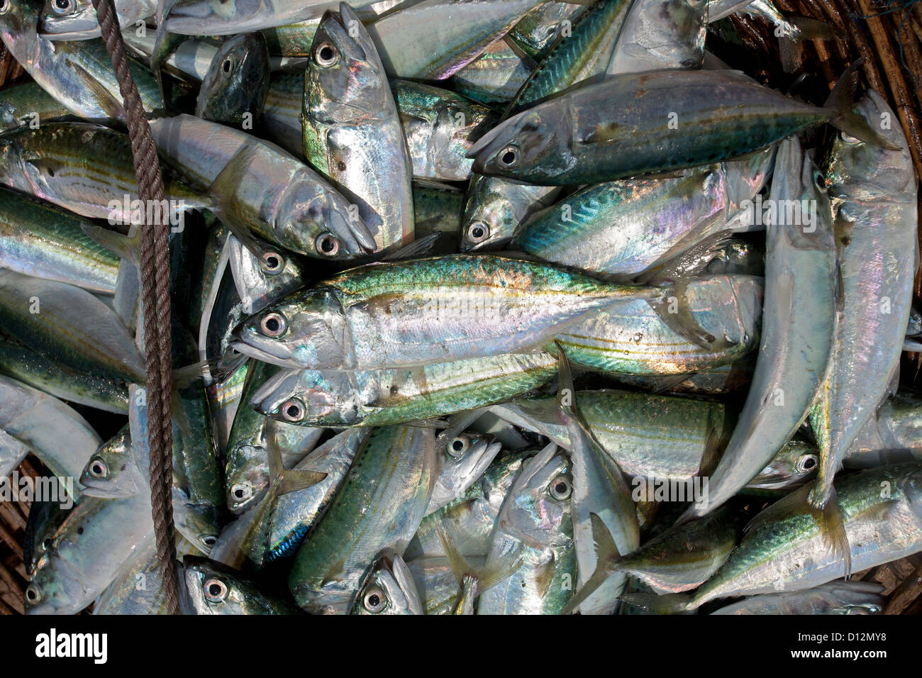 Fish. Market. Sri Lanka Stock Photo