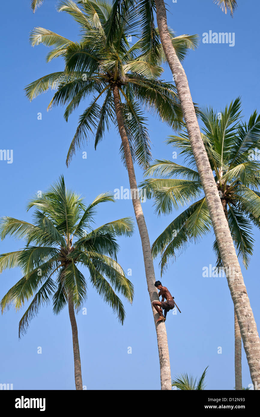Man climbing a coconut tree. Hikkaduwa. Sri Lanka Stock Photo