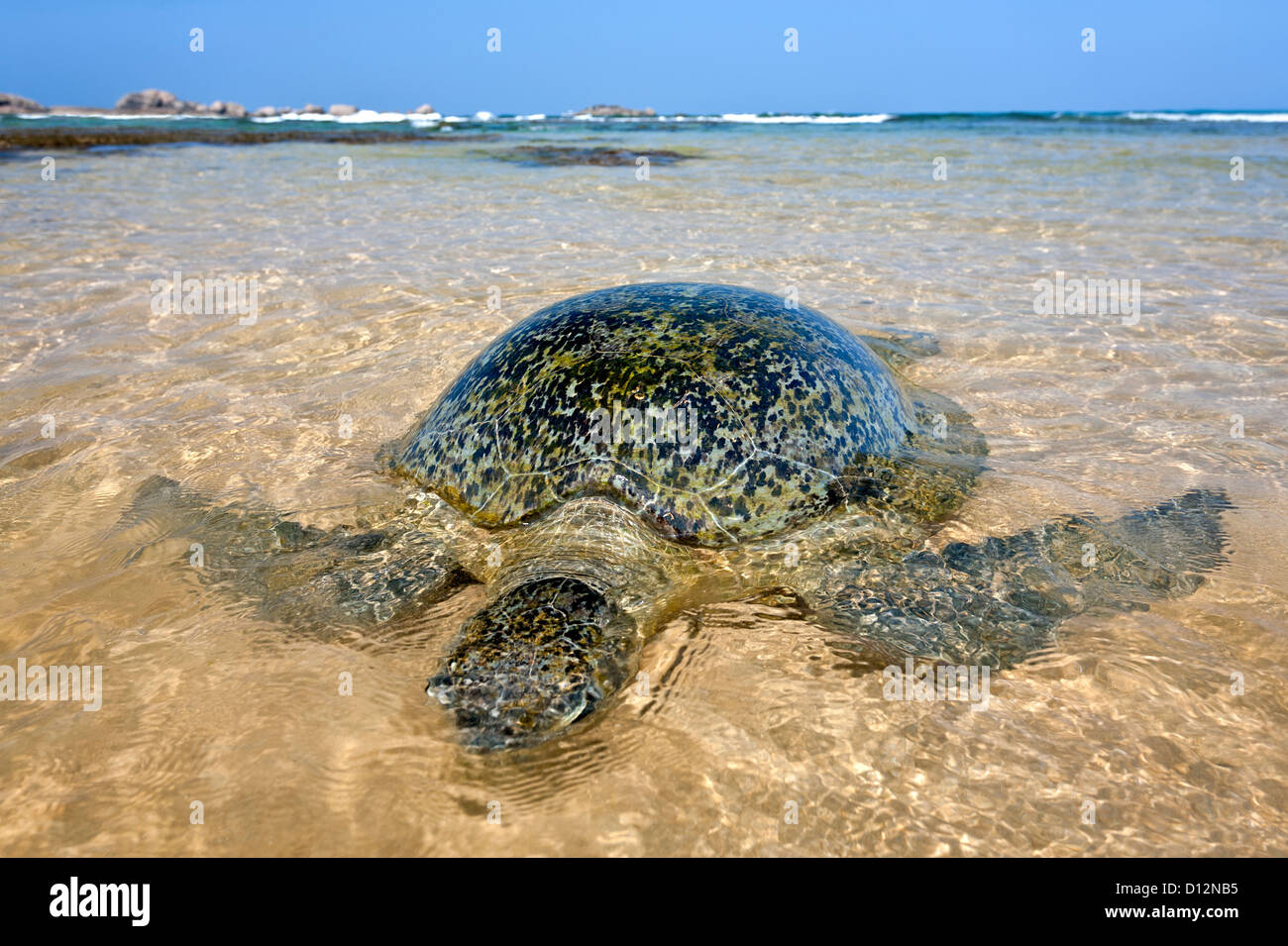 Sea turtle. Hikkaduwa. Sri Lanka Stock Photo Alamy