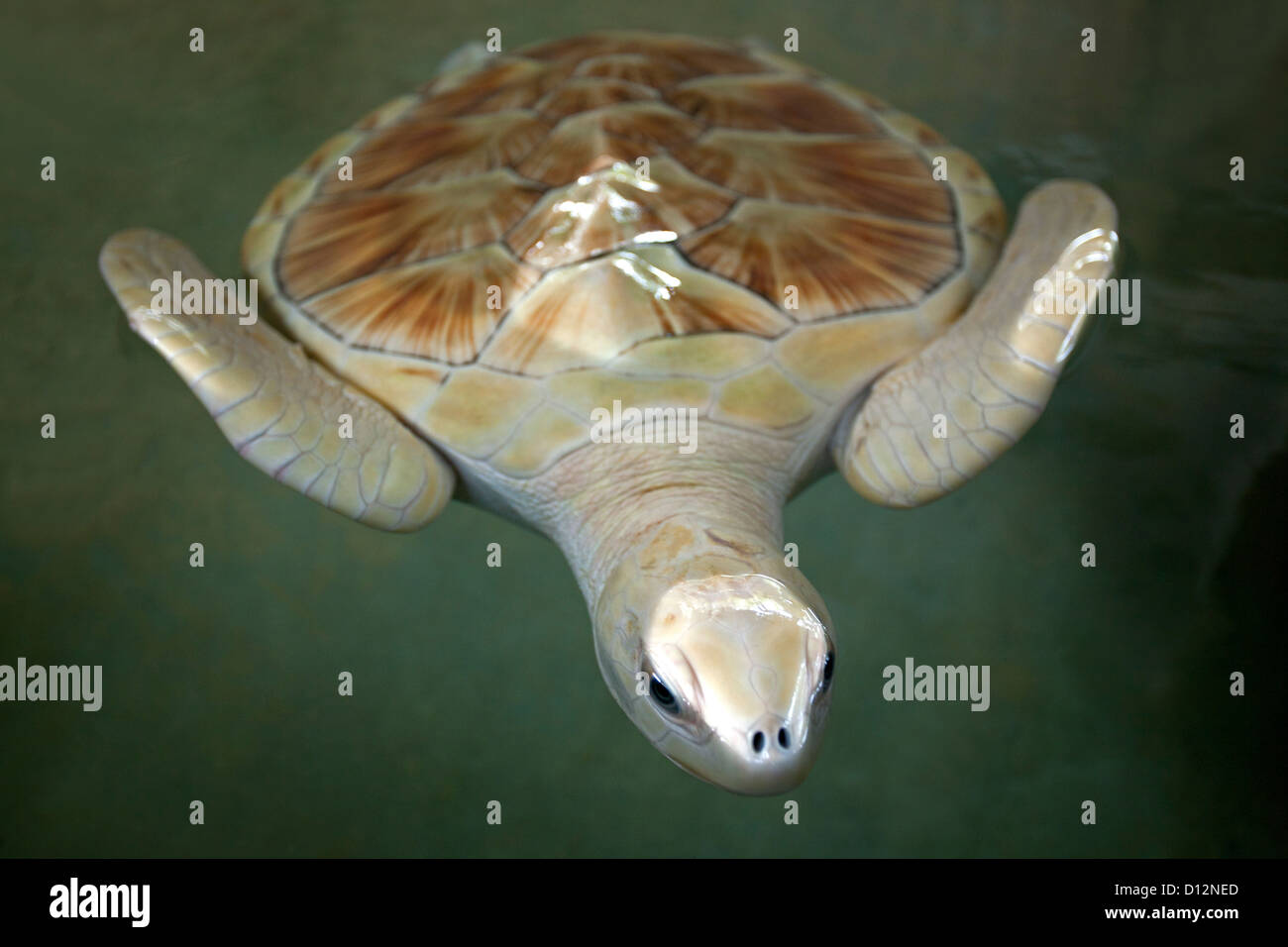 Albino sea turtle. Kosgoda turtle hatchery. Sri Lanka Stock Photo Alamy