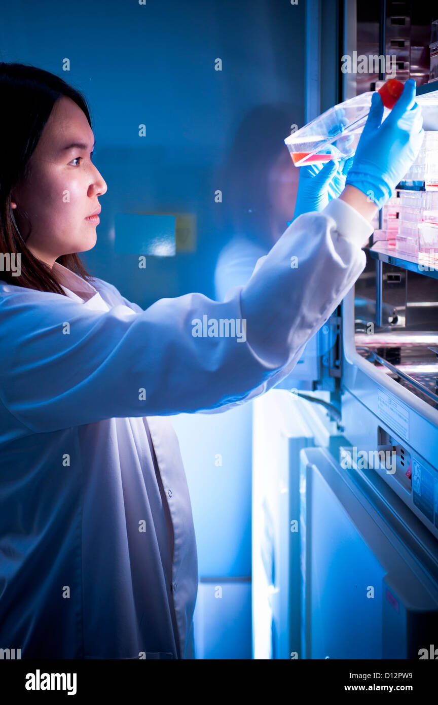 female Asian scientist removing sample from incubator in science laboratory Stock Photo