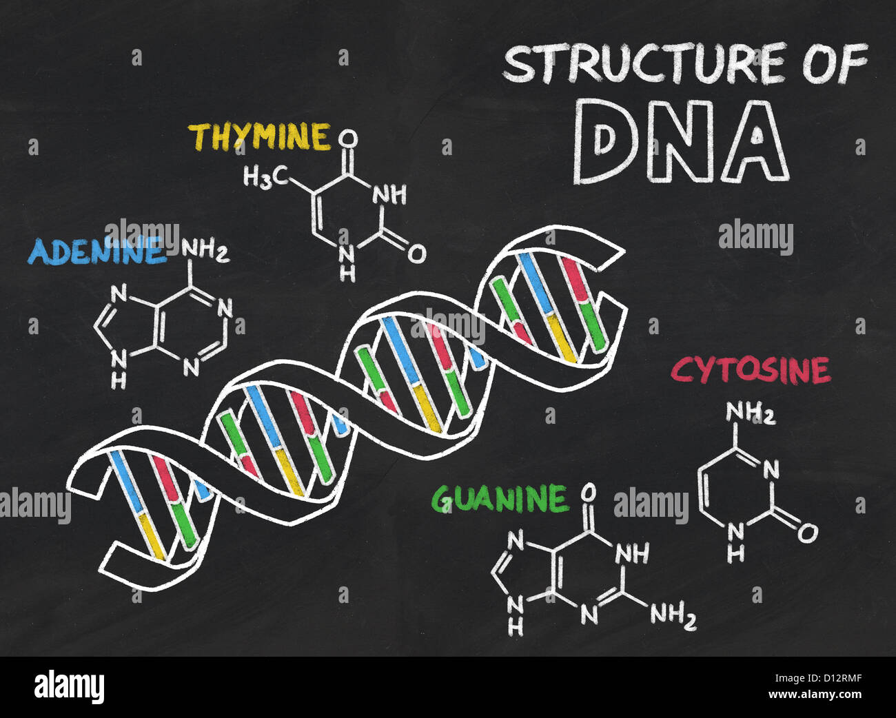 chemical structure of DNA on a blackboard Stock Photo