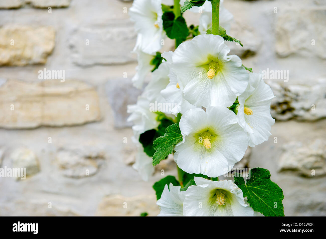 detail of white Hollyhock against stone wall Stock Photo