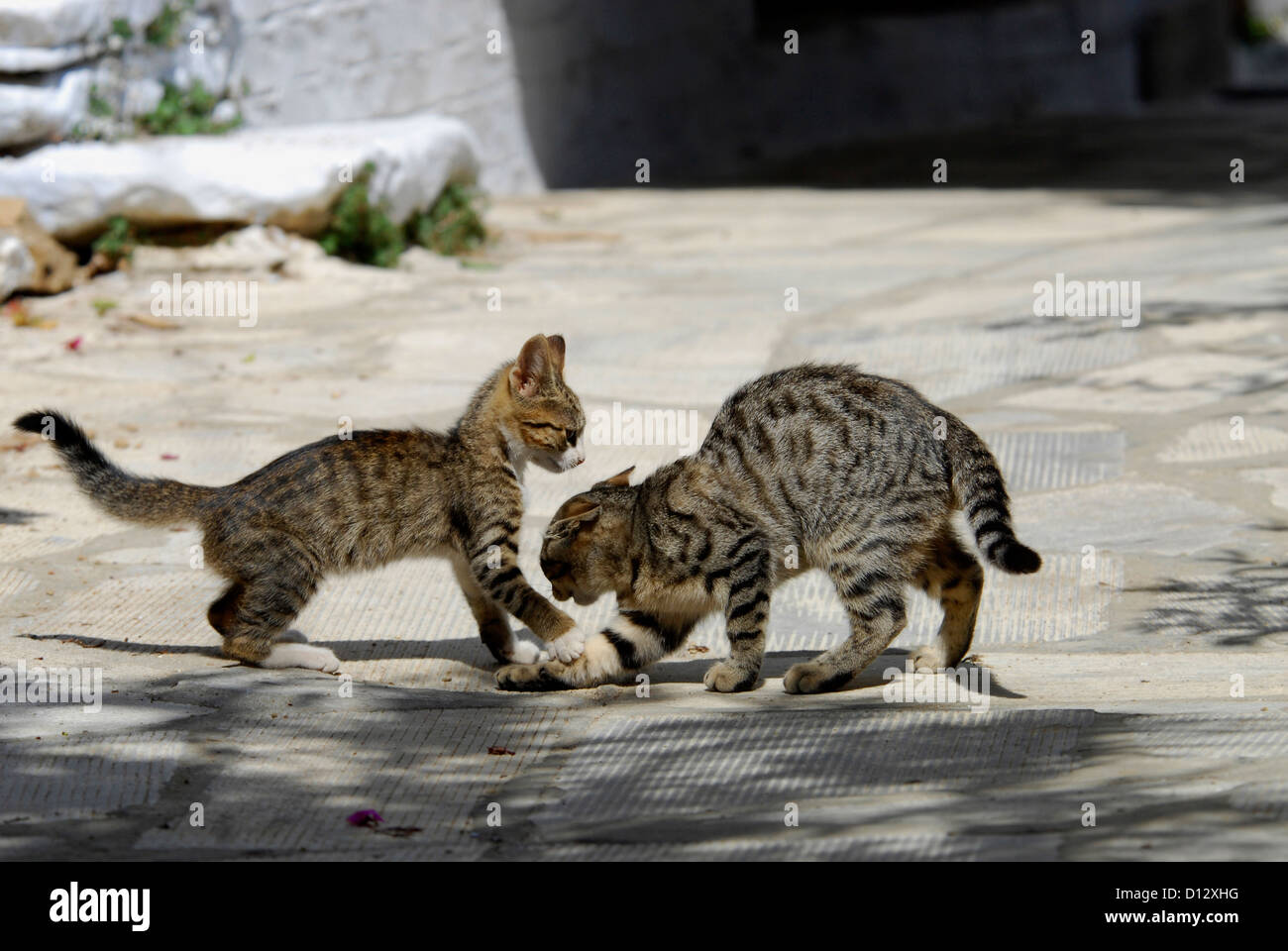 zwei junge Hauskätzchen, Tabby mit Weiss, spielen miteinander, Insel Tinos, Kykladen, Griechenland, two kittens, Tabby with Whit Stock Photo