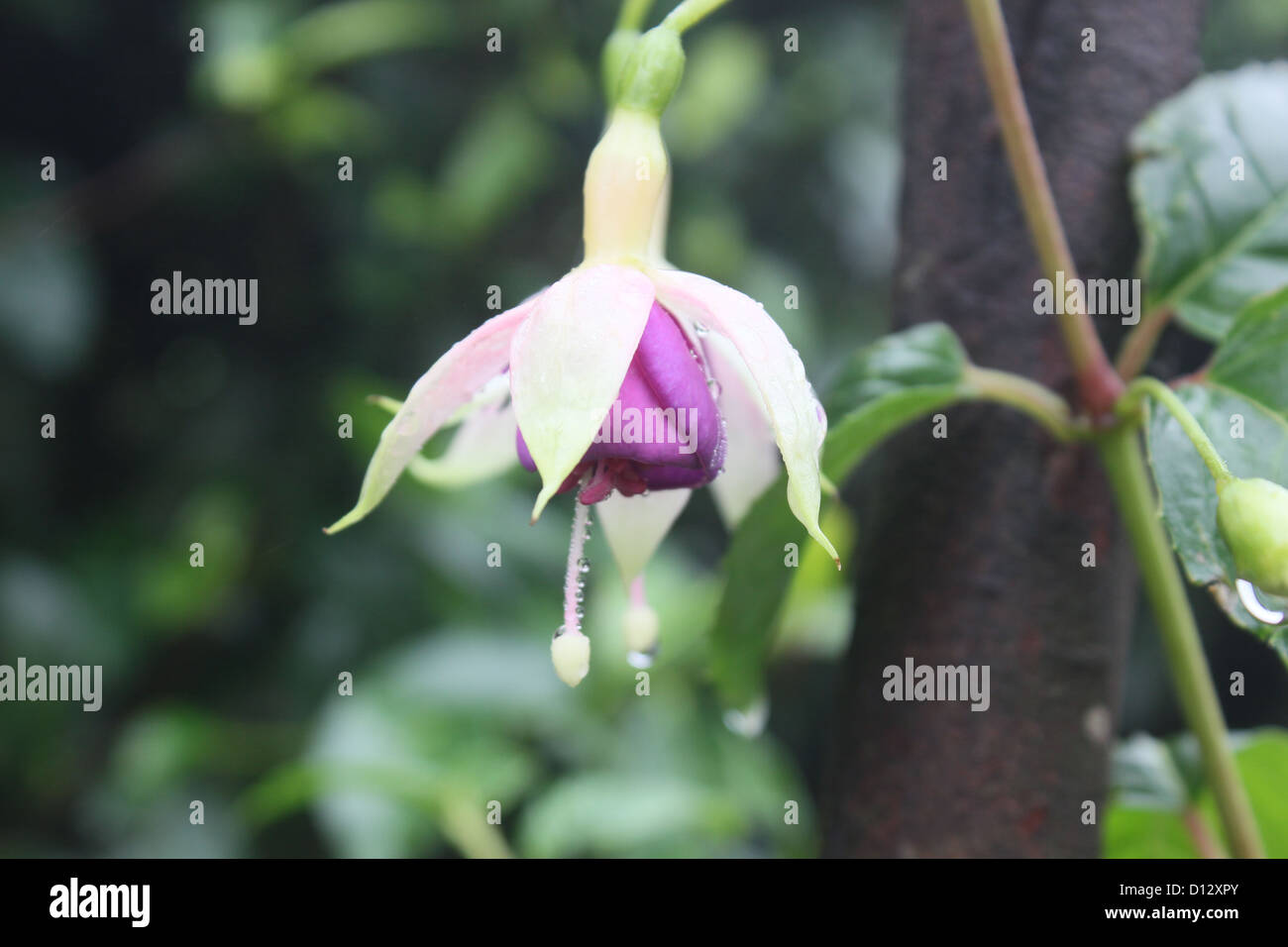Fuchsia Flower Stock Photo