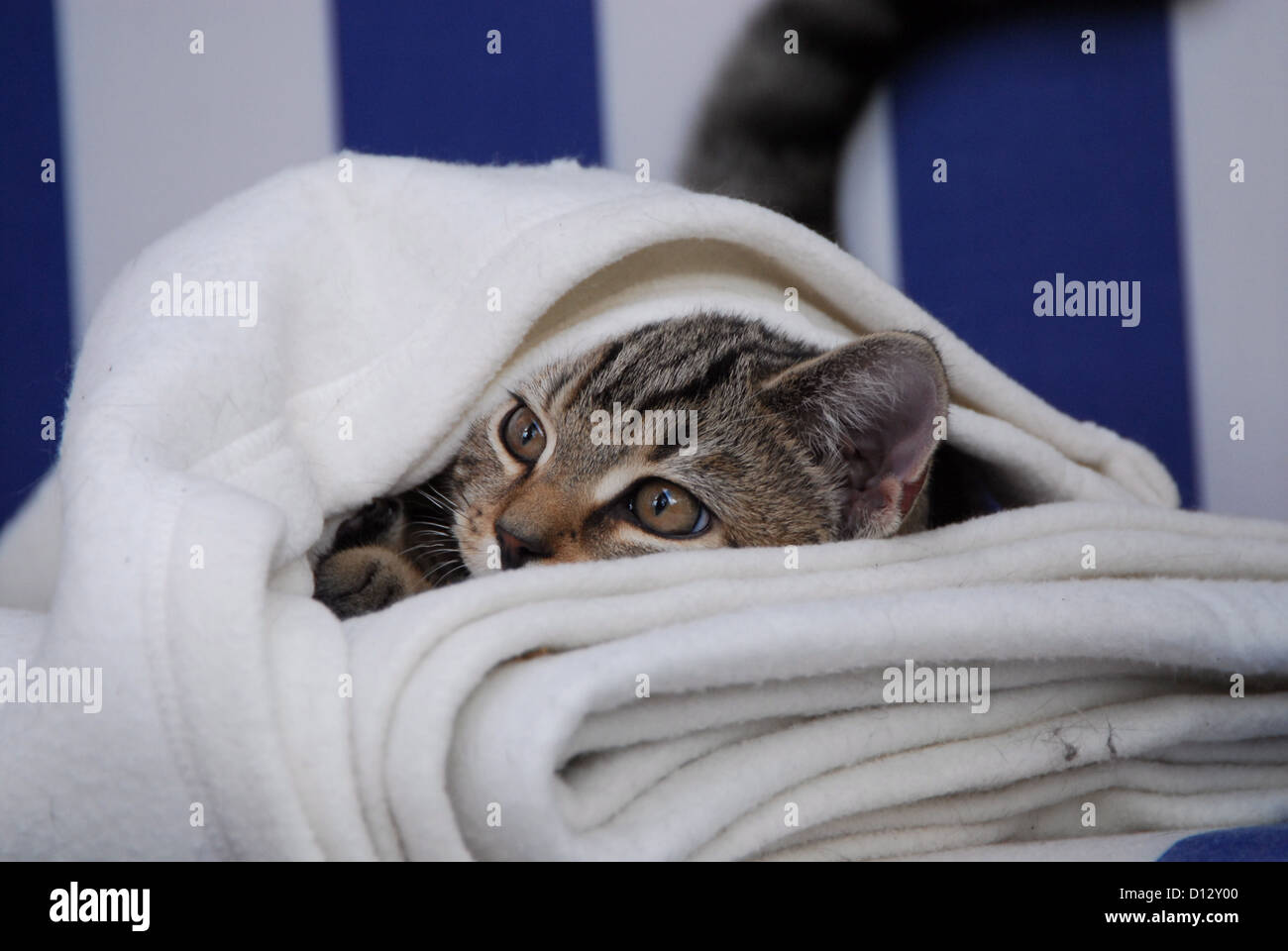 junges Kätzchen, Britisch Kurzhaar, Tabby, schaut unter einer Wolldecke hervor, kitten, British Shorthair, Mackerel Tabby, peeri Stock Photo