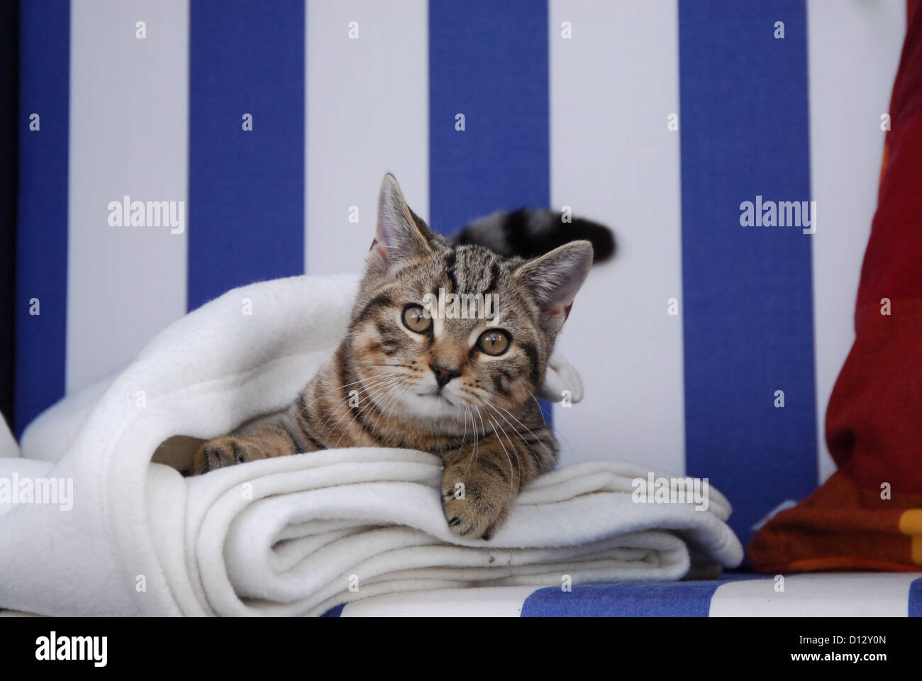 junges Kätzchen, Britisch Kurzhaar, Tabby, schaut unter einer Wolldecke hervor, kitten, British Shorthair, Mackerel Tabby, peeri Stock Photo