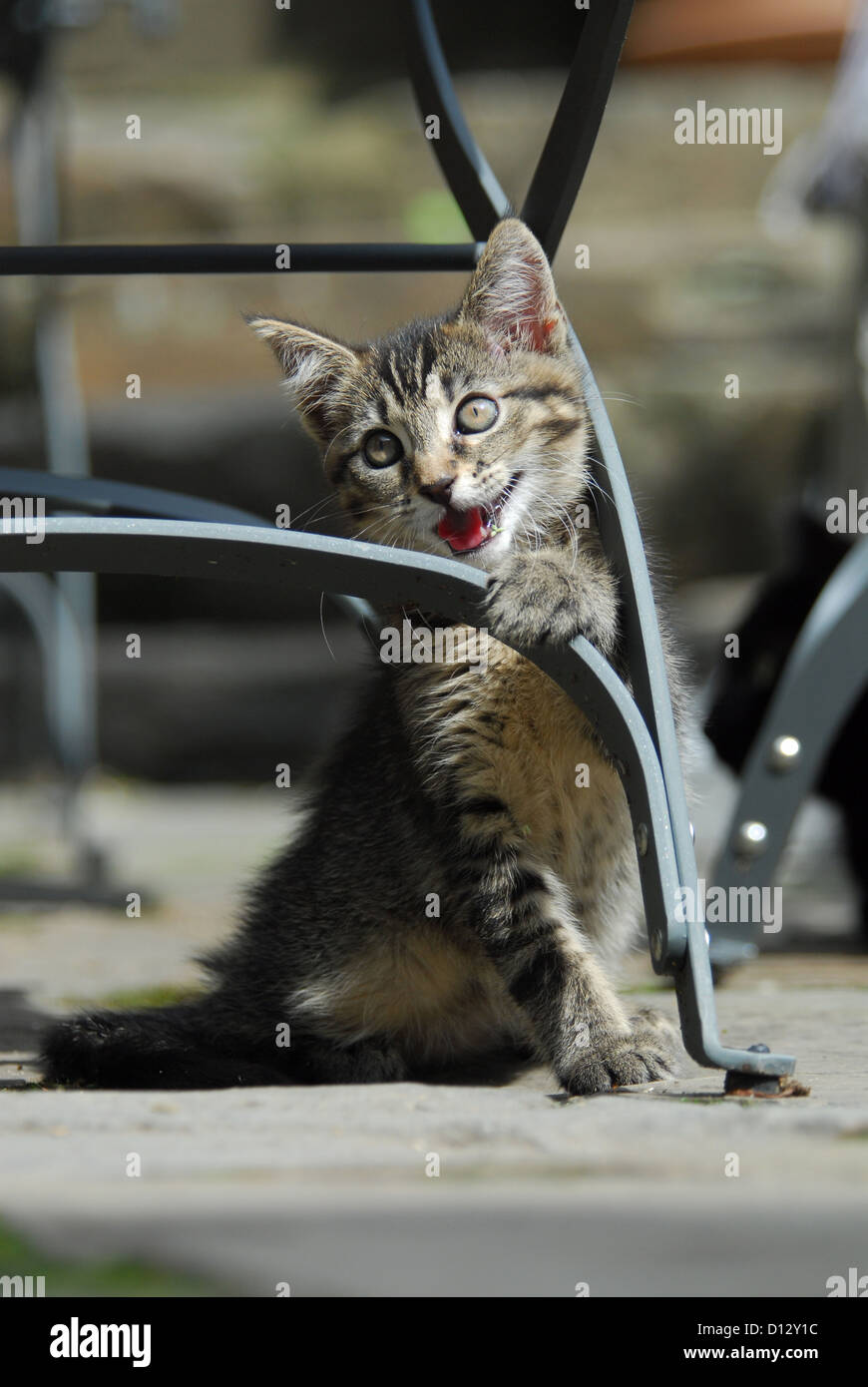 junges Hauskätzchen, Tabby, spielt an einem Gartenstuhl, kitten, Non-pedigree Shorthair, Tabby, playing at a garden chair, felis Stock Photo