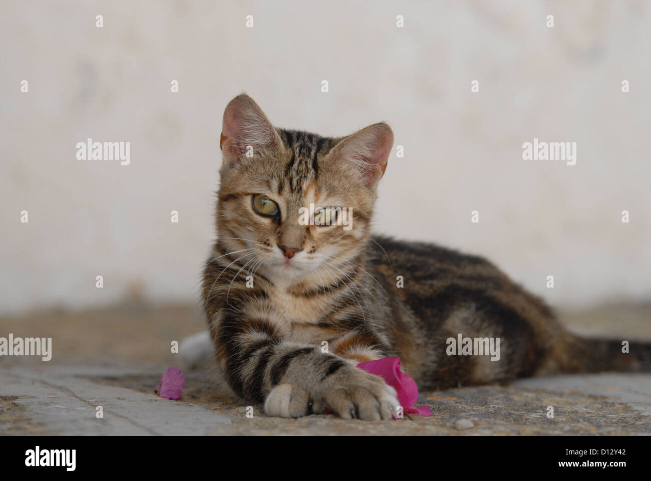 junges Hauskätzchen, Schildpatt Tabby mit Weiss, liegt auf einer Steinstufe und spielt mit einer Bougainvillea-Blüte, Dodekanes, Stock Photo