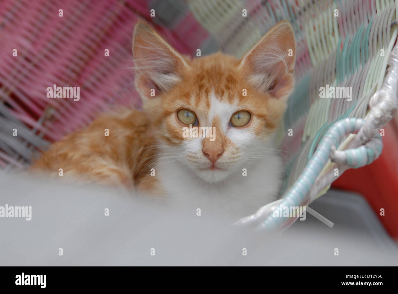 junges Hauskätzchen, Rot Tabby und Weiss, liegt in einem Korb, Dodekanes, Griechenland, kitten, Red Tabby and White, resting in Stock Photo