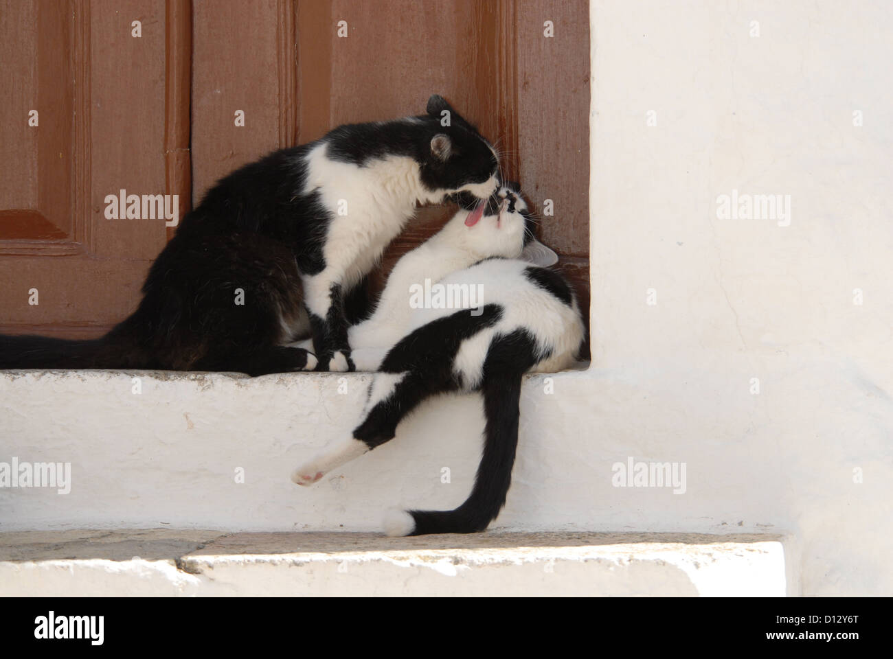 zwei Hauskatzen, Schwarz-Weiss, putzen sich gegenseitig zärtlich auf einer Türschwelle, Dodekanes, Griechenland, two cats, Black Stock Photo