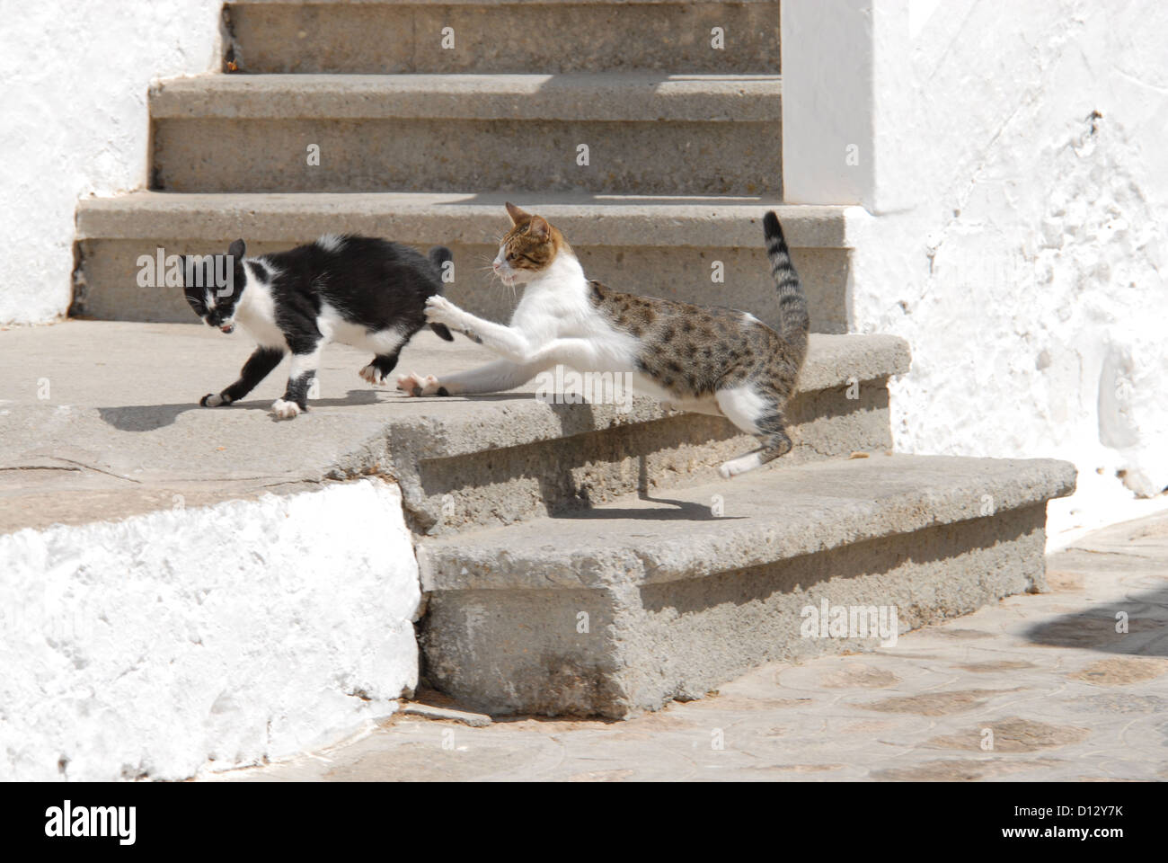zwei Hauskatzen streiten sich, Dodekanes, Griechenland, two cats have a fight, Greece, Dodecanese Island, Non-pedigree Shorthair Stock Photo