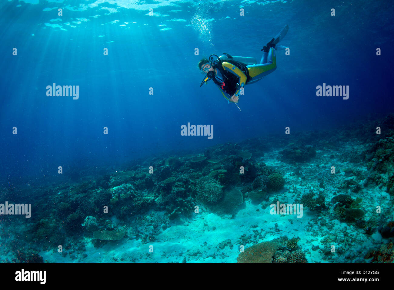 Diving in the coral reef, Mimaropa, Mulaong, South China Sea, Philippines, Asia Stock Photo