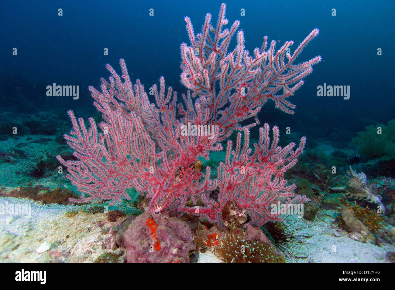 Colorful red fan, Scleraxonia in the coral reef, Philippines, Asia Stock Photo