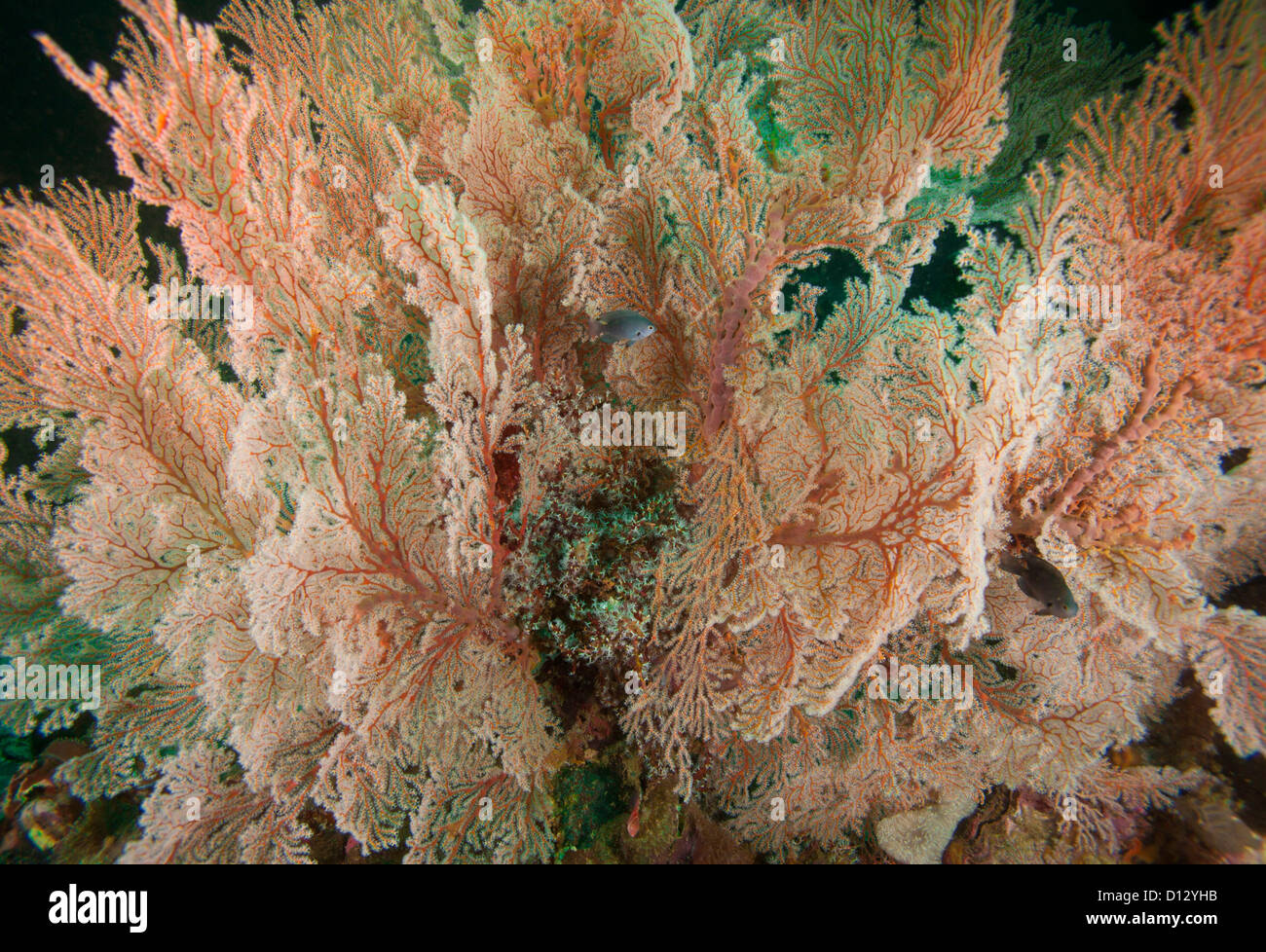 Gorgonian, Scleraxonia, Cebu, 'Philippines, Asia Stock Photo