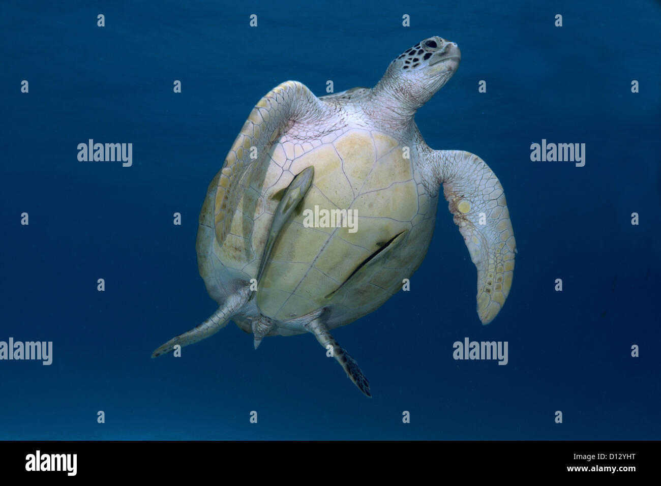 Green Sea Turtle Chelonia Mydas, Balnek, Busuanga, Philippines, Asia Stock Photo
