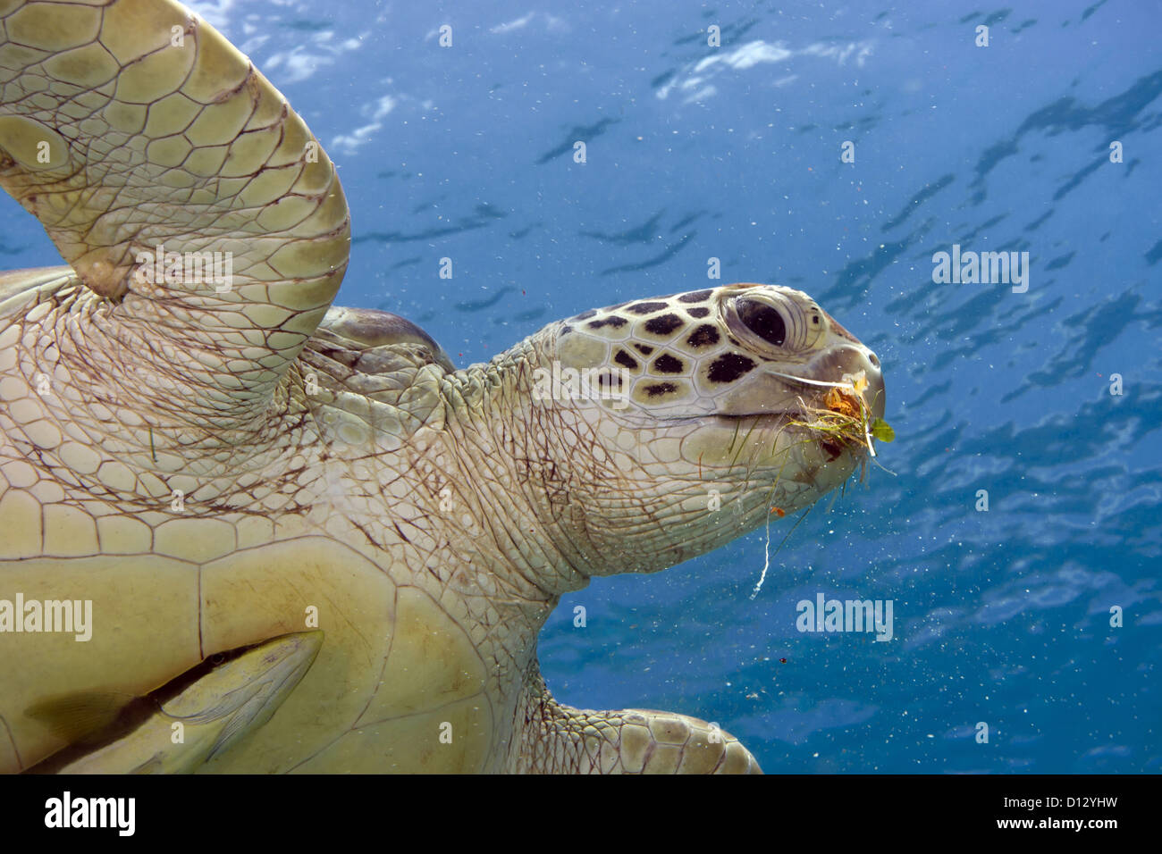 Green Sea Turtle Chelonia Mydas, Balnek, Busuanga, Philippines, Asia Stock Photo
