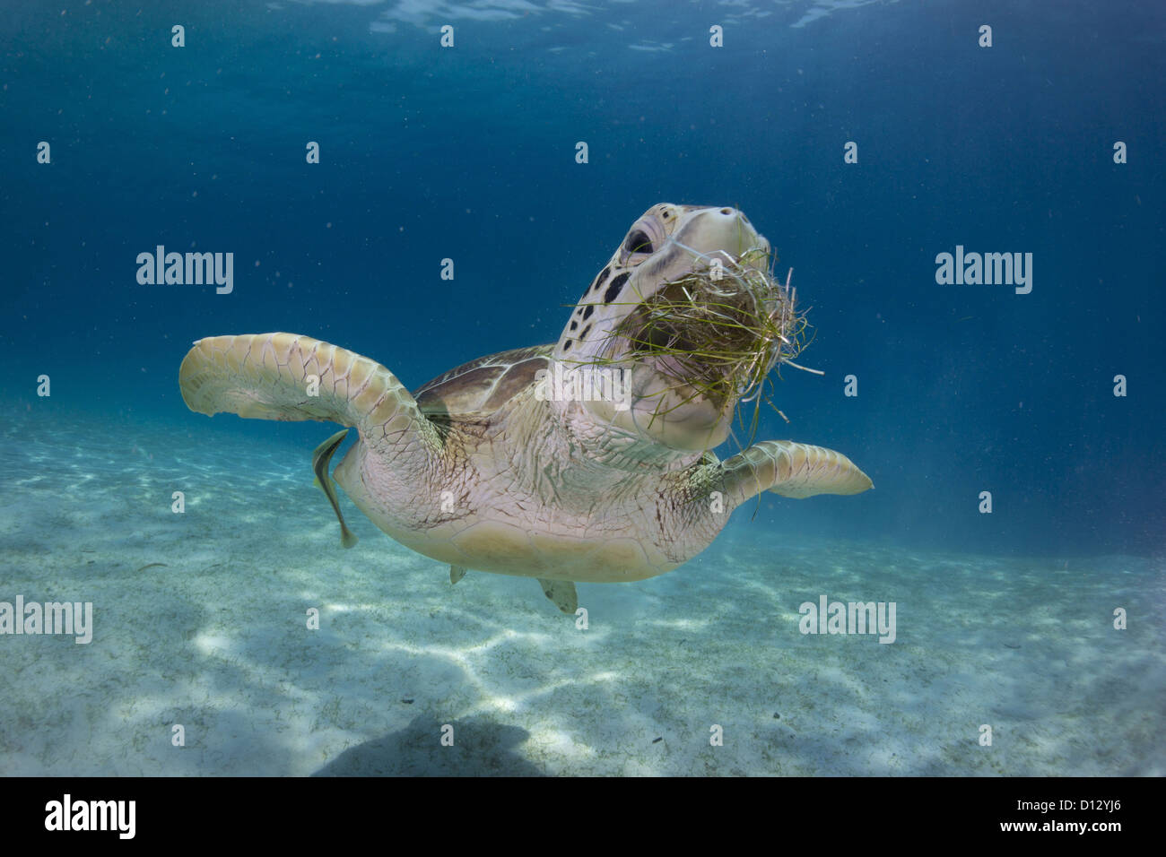 Green turtle Chelonia mydas eats seaweed Balnek, Busuanga, Philippines, Asia Stock Photo