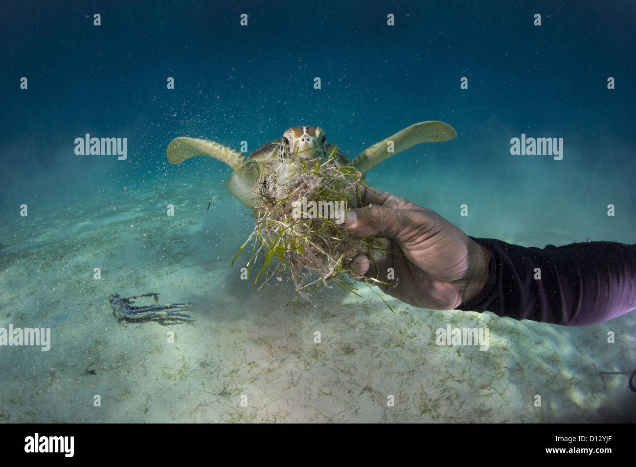 Diver feeding green turtle Chelonia mydas with seaweed, Balnek, Busuanga, Philippines, Asia Stock Photo