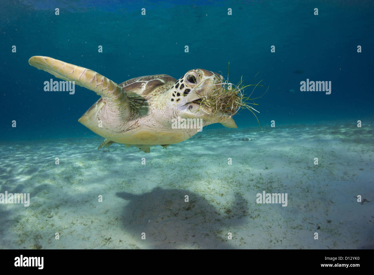Green turtle Chelonia mydas eats seaweed Balnek, Busuanga, Philippines, Asia Stock Photo