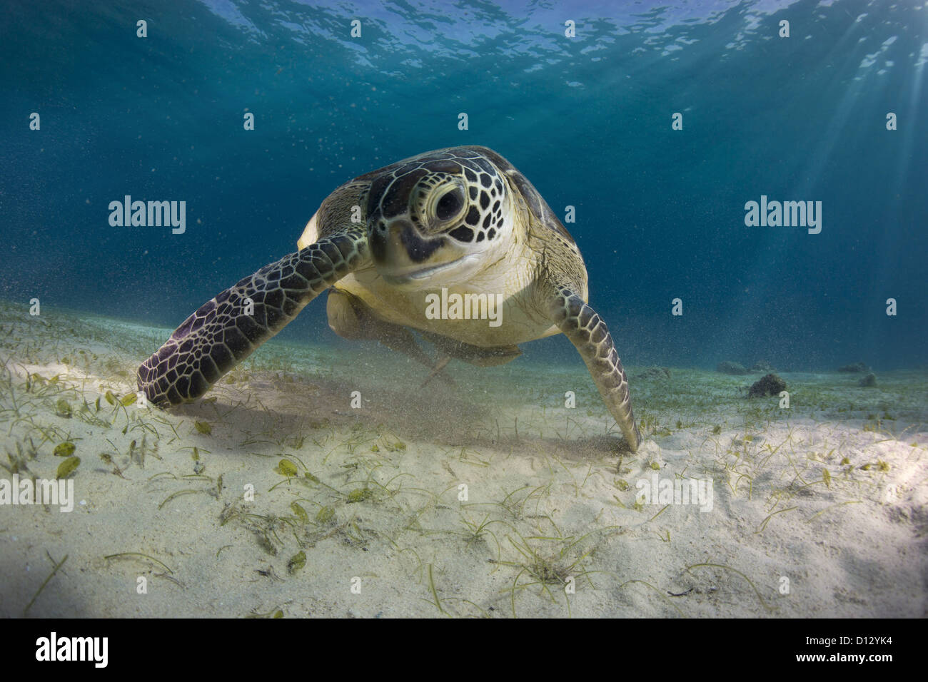 Green Sea Turtle Chelonia Mydas, Balnek, Busuanga, Philippines, Asia Stock Photo