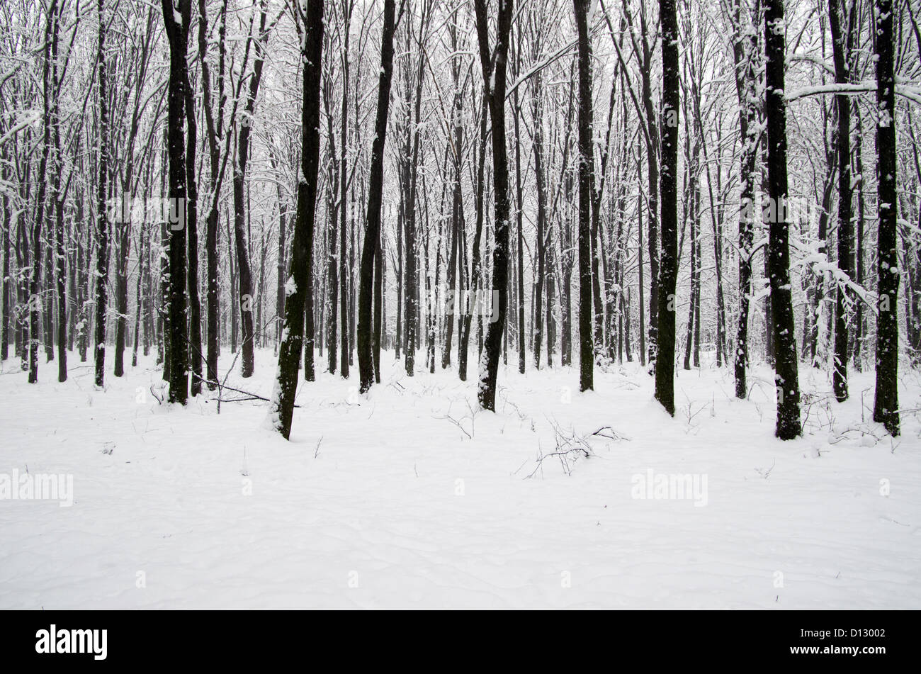 beautiful winter forest and the road Stock Photo - Alamy