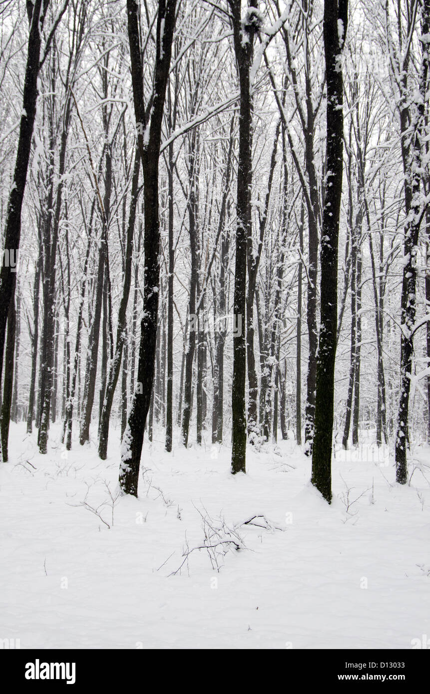 beautiful winter forest and the road Stock Photo - Alamy