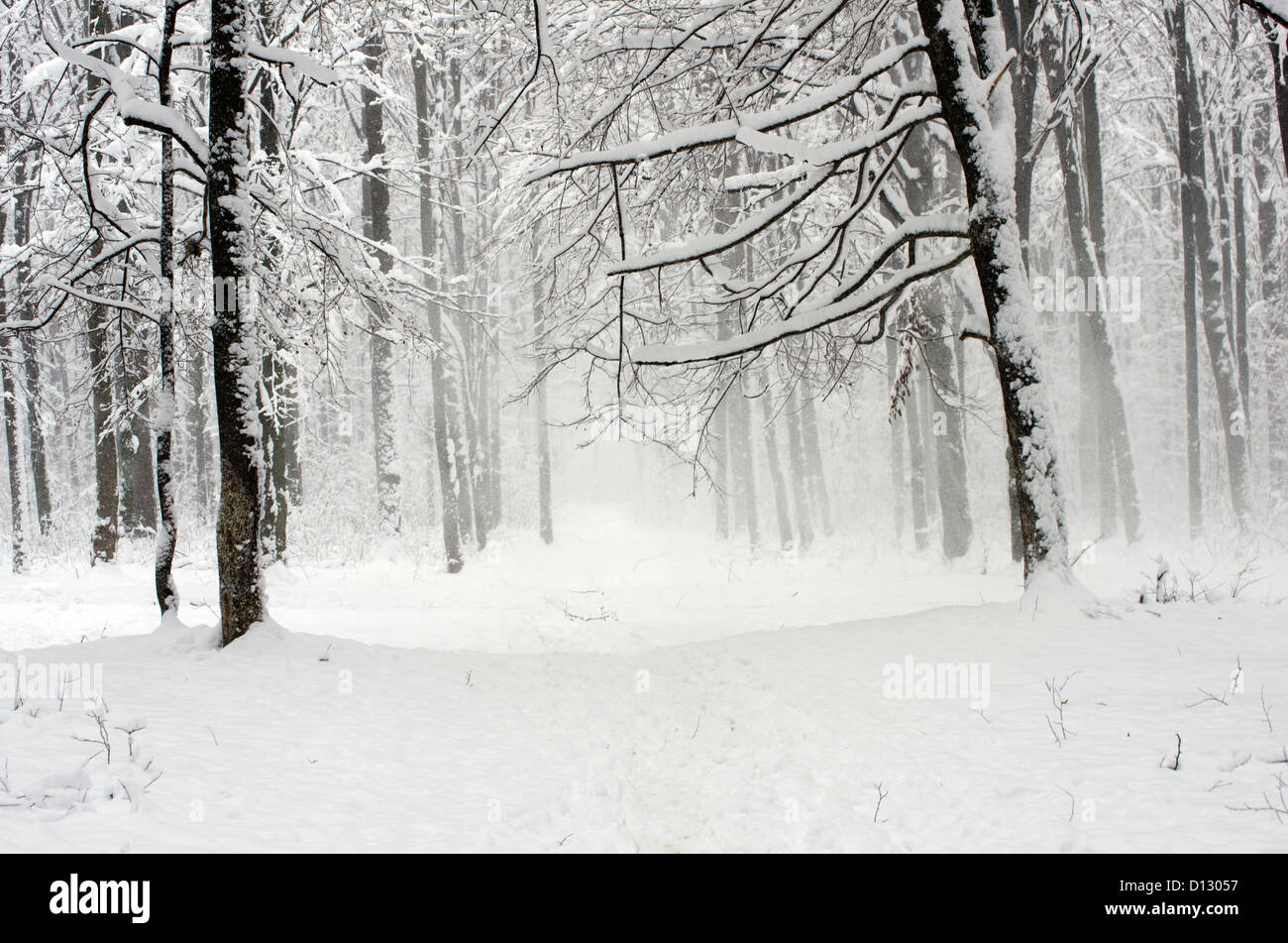 beautiful winter forest and the road Stock Photo - Alamy