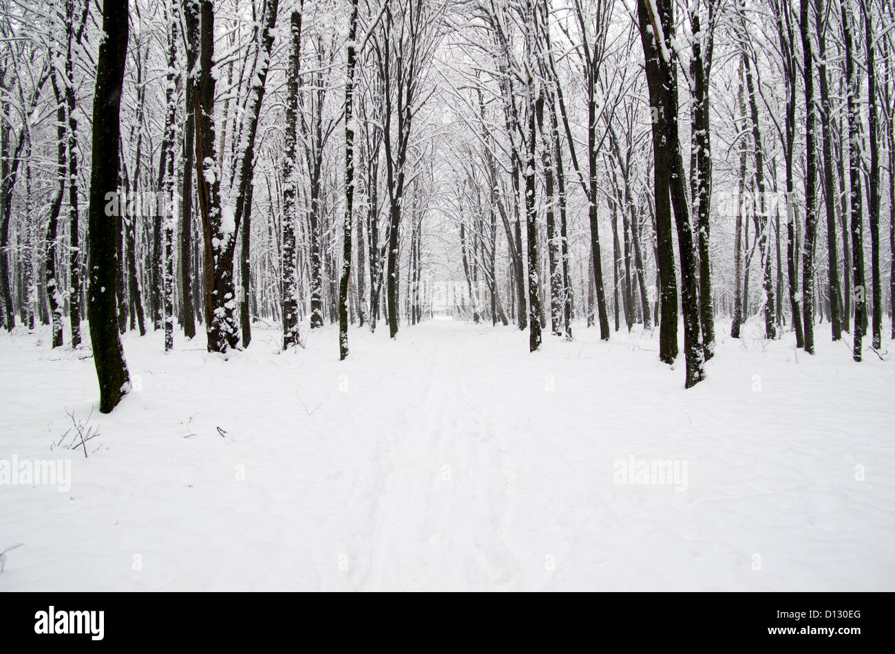 beautiful winter forest and the road Stock Photo - Alamy
