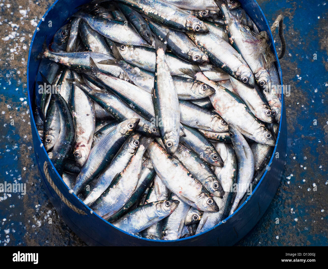 Herring fish hires stock photography and images Alamy